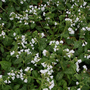 Pulmonaria 'Sissinghurst White'