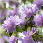 Rhododendron 'Moerheim'