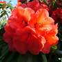 Azalea Plant - Geisha Orange