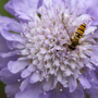 Scabious 'Butterfly Blue'