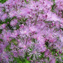 Thalictrum 'Black Stockings'