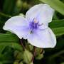 Tradescantia 'Bilberry Ice'