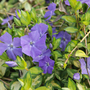 Vinca minor 'Illumination'