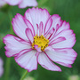 Cosmos bipinnatus 'Sweet Sixteen' - Seeds