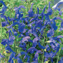 Salvia patens