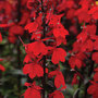 Lobelia 'Starship Scarlet'