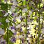 Wisteria 'Tiverton'