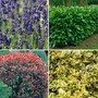 Nurserymans Choice Large Plants