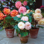 Begonia x tuberhybrida 'Giant Picotee Mixed'