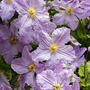 Clematis 'Blekitny Aniol'