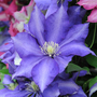 Clematis 'Daniel Deronda'