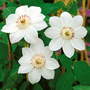 Clematis 'Miss Bateman'