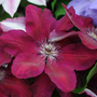 Clematis 'Westerplatte'