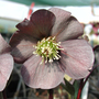 Hellebore x hybridus 'Single Slate'