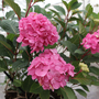 Hydrangea macrophylla 'Endless Summer - Bloomstar'