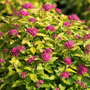 Spiraea japonica 'Double Play Gold'