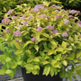 Spiraea japonica 'Gold Mound'