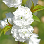 Prunus glandulosa 'Alba Plena'