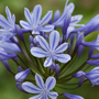 Agapanthus 'Sweet Surprise'