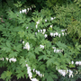 Dicentra spectabilis 'Alba'