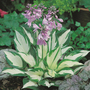 Hosta 'Fire and Ice'