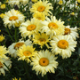 Shasta Daisy 'Goldfinch'