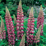 Lupin 'The Chatelaine'