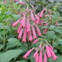 Phygelius 'Pheeges Passionate Pink'