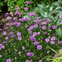 Scabiosa 'Vivid Violet'