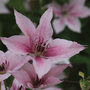 Clematis 'Pink Fantasy'