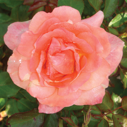 Rose 'Easy Elegance Sweet Fragrance' (Shrub Rose)