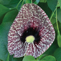 Aristolochia elegans