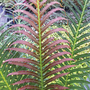 Blechnum brasiliense 'Volcano'