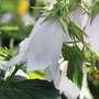 Campanula 'Iridescent Bells'