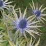 Eryngium 'Neptune's Gold'
