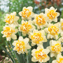 Narcissus 'Peach Cobbler'