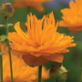 Trollius 'Dancing Flame'