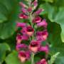 Foxglove 'Illumination Raspberry'