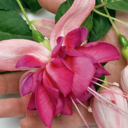 Fuchsia 'Giants Bella Rosella'