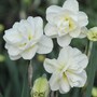 Narcissus 'Rose of May Improved'