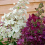 Hydrangea paniculata 'Candlelight'