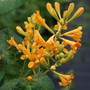 Honeysuckle 'Golden Trumpet'