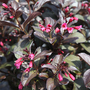 Weigela 'Victoria'