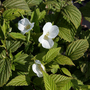 Rhodotypos scandens