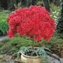 Azalea 'Japanese Red'