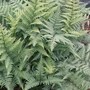 Fern 'Fantastic Ghost'