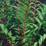 Fern 'Lady In Red'