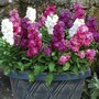 Stock 'Vintage' (Pre-Planted Pot)