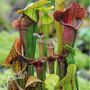 Sarracenia species 'New Hybrids Mixed' - Seeds