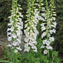 Foxglove 'Dalmatian White'